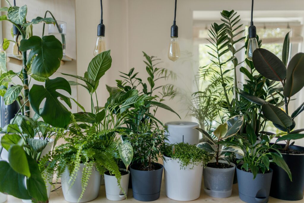 Houseplants in the sun image