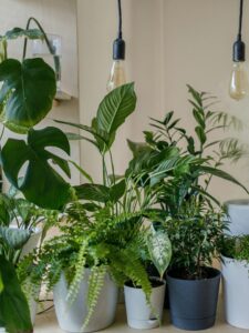 Houseplants in the sun image