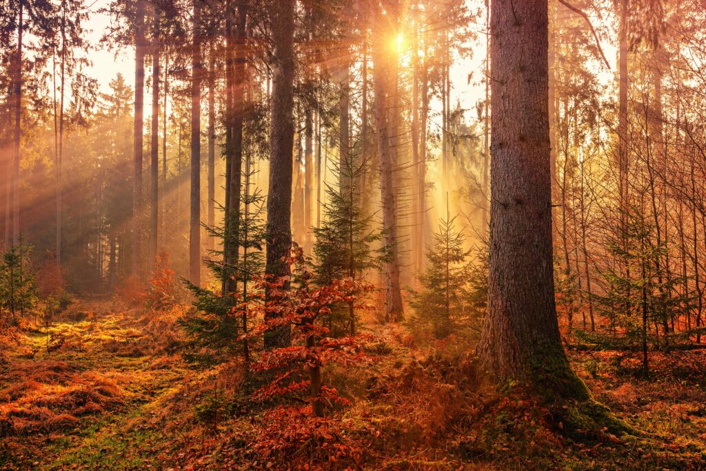 Autumnal scene with sun shining through trees.